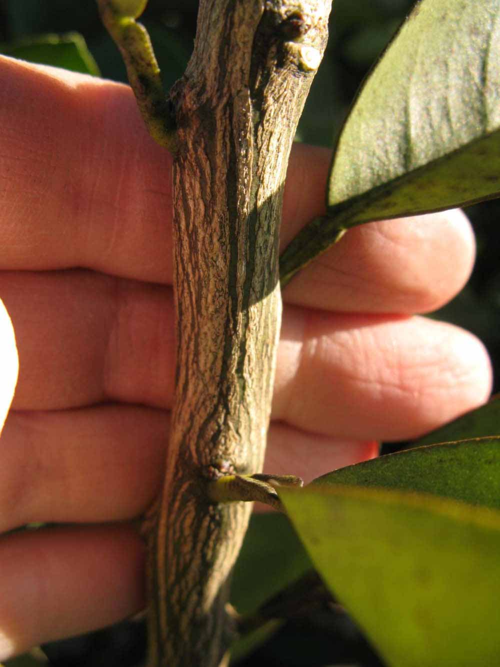              Second - third year twig (Winter Haven, FL)       